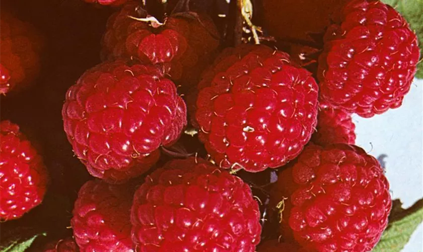 Rubus idaeus 'Rubyfall®'