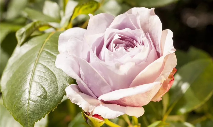 Kletterrose 'Indigoletta'