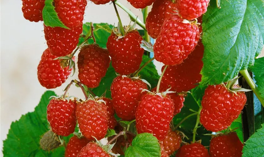 Rubus idaeus 'Rutrago'®