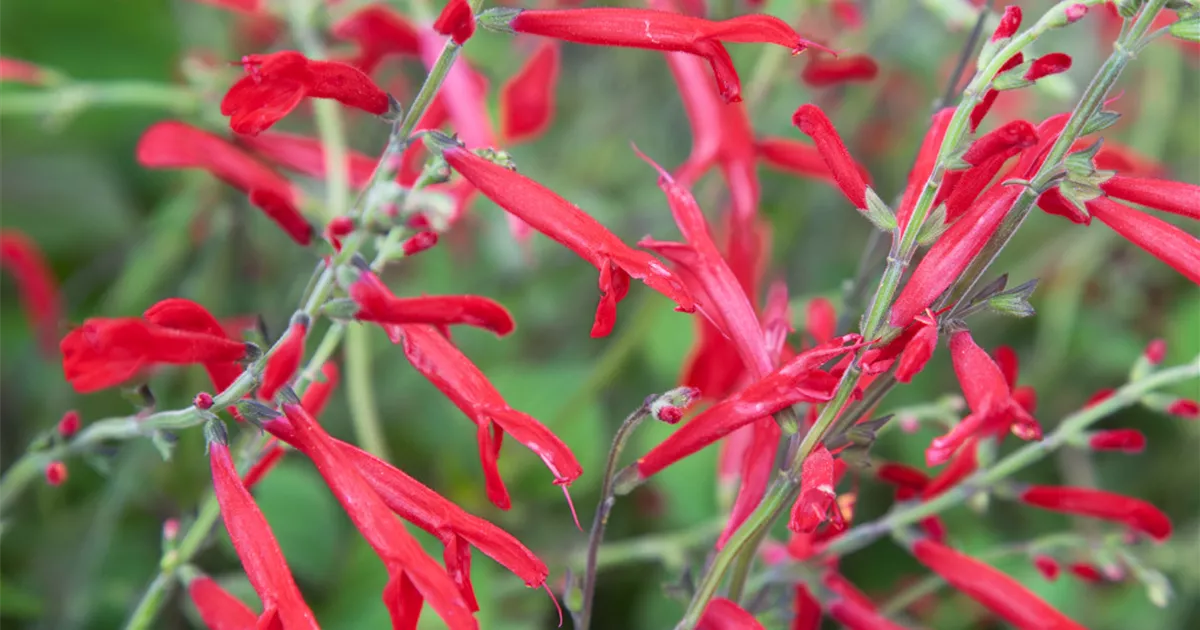 AnanasSalbei Pflanze, Pflege & Tipps Floragard