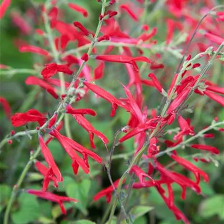 Ananas-Salbei Ananas-Salbei