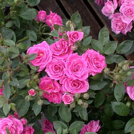 Rosa 'Balduin' Rosa 'Balduin'