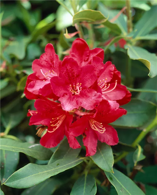 Rhododendron 'Roter Korsar' Pflanze, Pflege & Tipps  Floragard