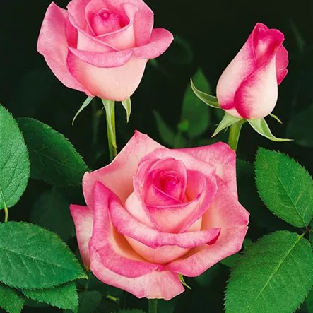 Edelrose 'Eiffel Tower' Edelrose 'Eiffel Tower'