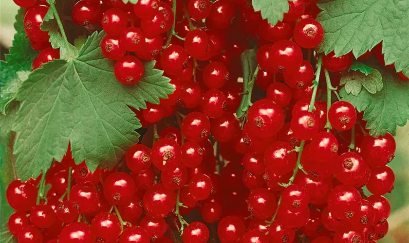 Ribes rubrum 'Traubenwunder'®