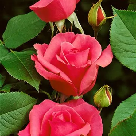 Edelrose 'Electron'® Edelrose 'Electron'®