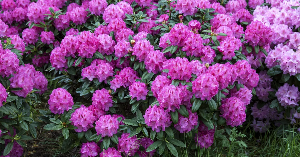 Rhododendron yakushimanum 'Bad Zwischenahn' Pflanze, Pflege & Tipps   Floragard