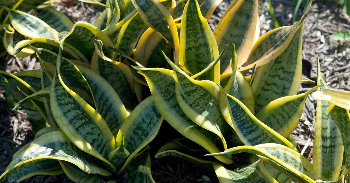 strelitzia nicolai knstlich Strelitzia nicolai  weie Strelitzie