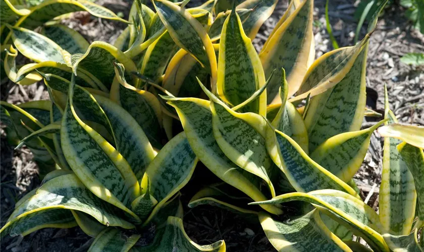 Bogenhanf 'Diamond Flame'