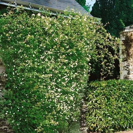 Banksian Rose Banksian Rose