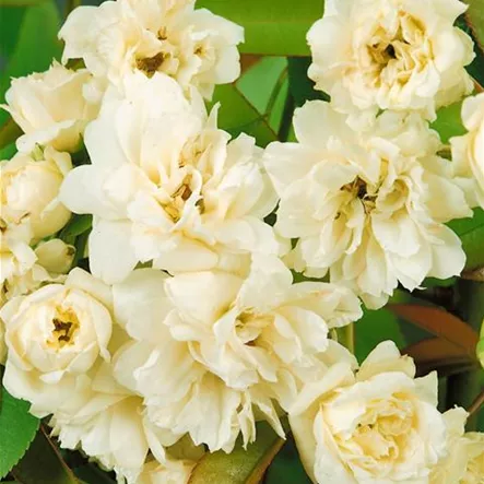 Banksian Rose 'Alba Plena' Banksian Rose 'Alba Plena'