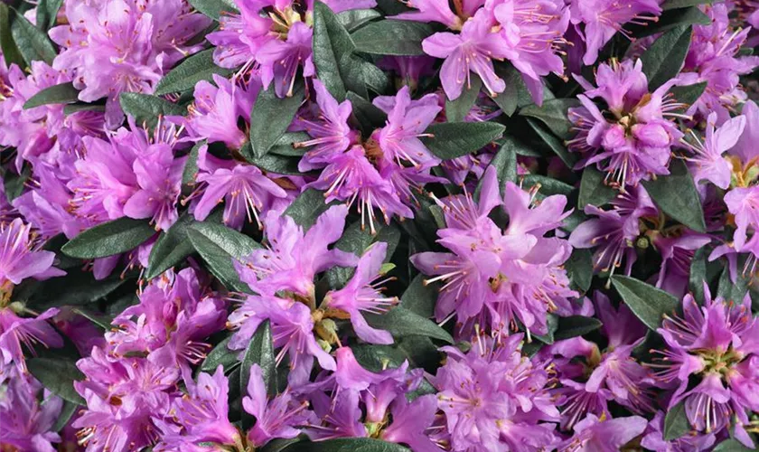 Rhododendron russatum 'Azurwolke'