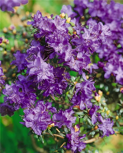 Rhododendron russatum 'Azurwolke' Pflanze, Pflege & Tipps  Floragard