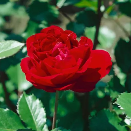 Rosa 'Isabel Renaissance'® Rosa 'Isabel Renaissance'®