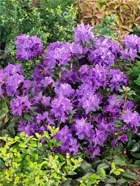 blüht rhododendron zweimal Rhododendron 'Blewbury' Weiß-Rot kaufen