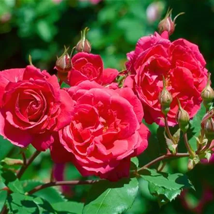 Rosa 'Elmshorn' Rosa 'Elmshorn'