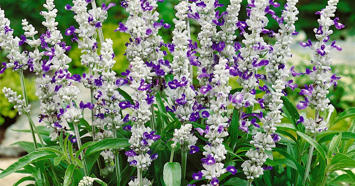 Mehliger Salbei 'Strata' Pflanze, Pflege & Tipps Floragard