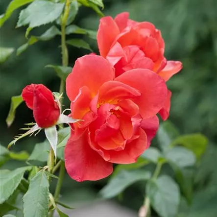 Bodendeckerrose 'Jazz'® Bodendeckerrose 'Jazz'®