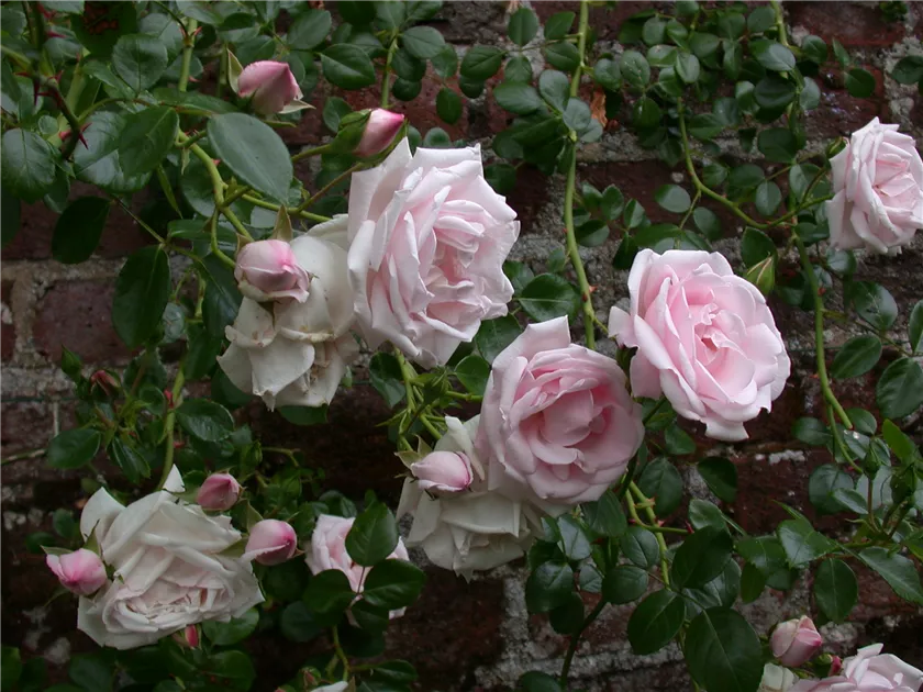 Rosa 'New Dawn' Pflanze, Pflege & Tipps  Floragard