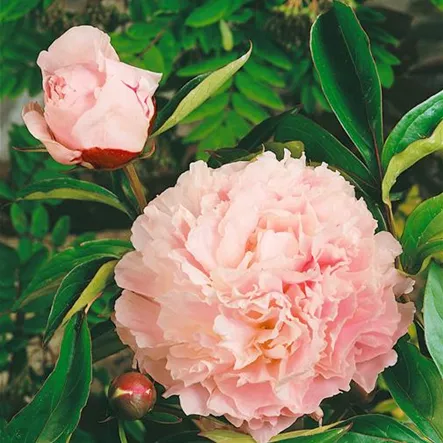 Rosa 'Joanne de Feligonde'