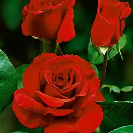 Edelrose 'Erotika'® Edelrose 'Erotika'®