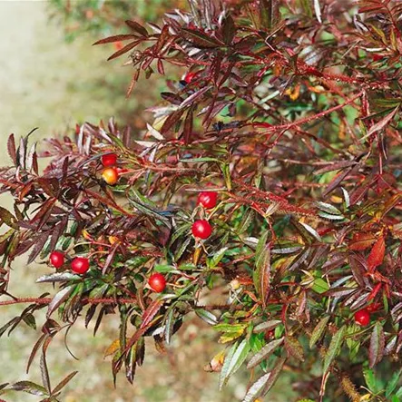 Glanzblättrige Rose Glanzblättrige Rose