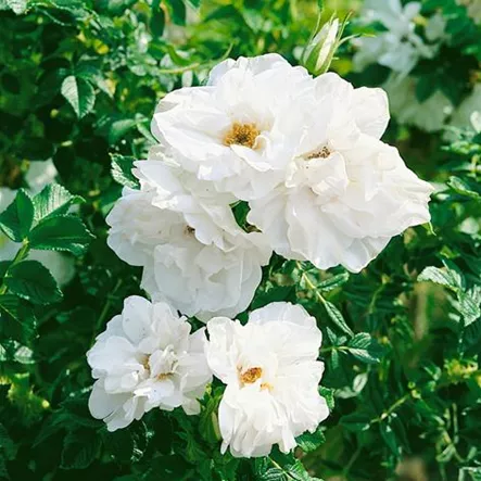 Apfelrose 'Blanc Double de Coubert' Apfelrose 'Blanc Double de Coubert'