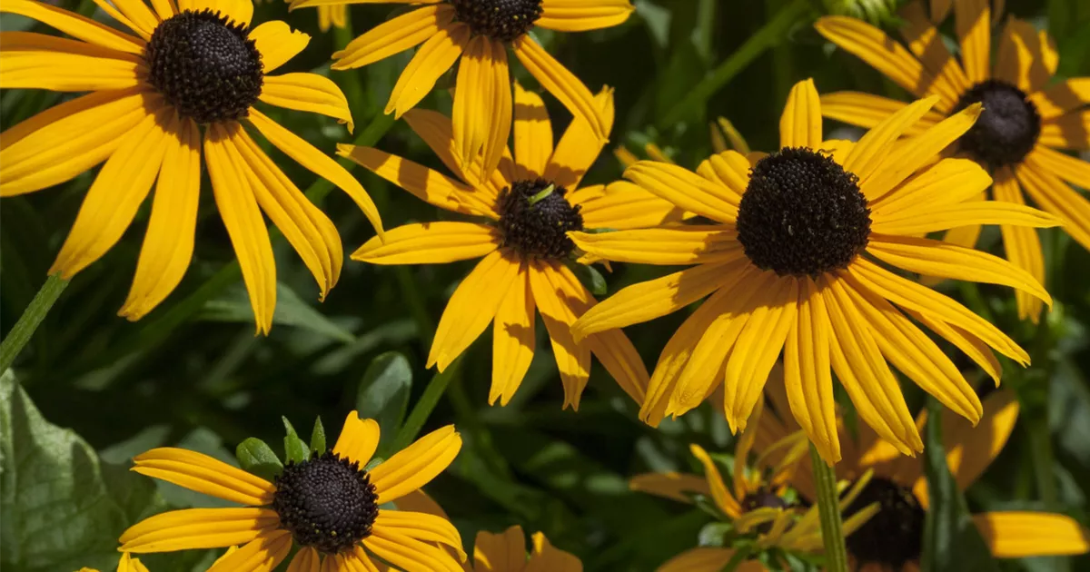 Gewhnlicher Sonnenhut Pflanze, Pflege & Tipps  Floragard