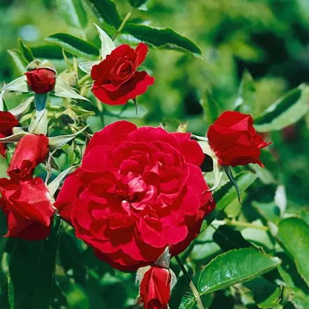 Apfelrose 'Carmen' Apfelrose 'Carmen'