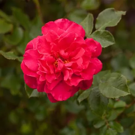 Rosa 'Europa-Rosarium Sangerhausen' Rosa 'Europa-Rosarium Sangerhausen'