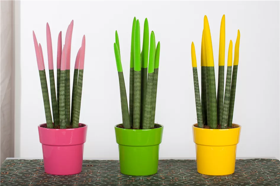Sansevieria, gefrbte Spitzen Pflanze, Pflege & Tipps  Floragard