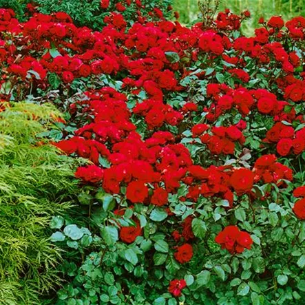 Beetrose 'Europeana'® Beetrose 'Europeana'®