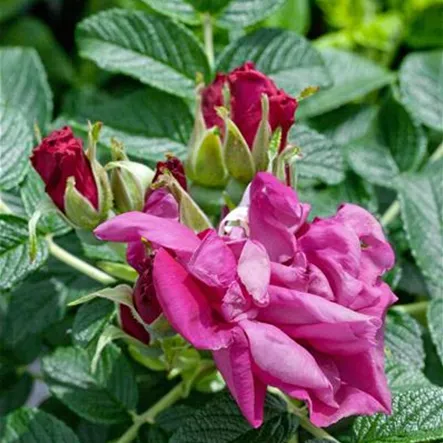 Apfelrose 'Moje Hammarberg' Apfelrose 'Moje Hammarberg'