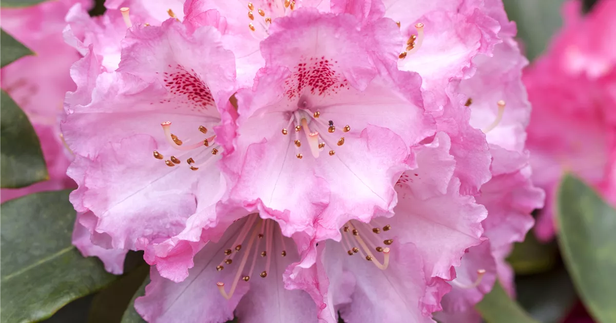 Rhododendron 'Simona' Pflanze, Pflege & Tipps  Floragard