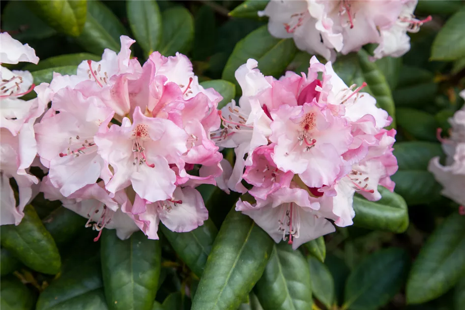 Rhododendron 'Simona' Pflanze, Pflege & Tipps  Floragard
