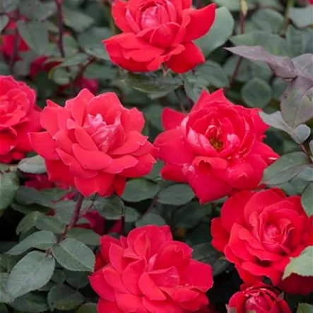 Beetrose 'Knock Out'® Beetrose 'Knock Out'®