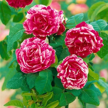 Rosa 'Ferdinand Pichard' Rosa 'Ferdinand Pichard'