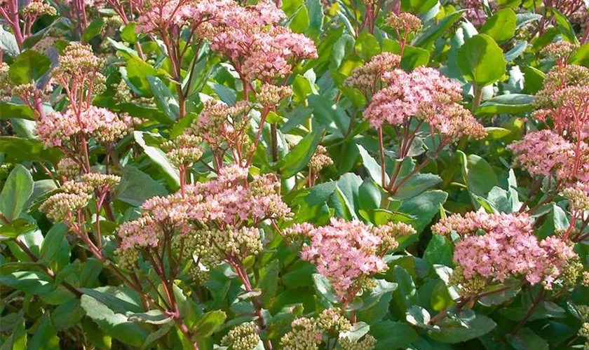 Sedum telephium 'Joyce Henderson'