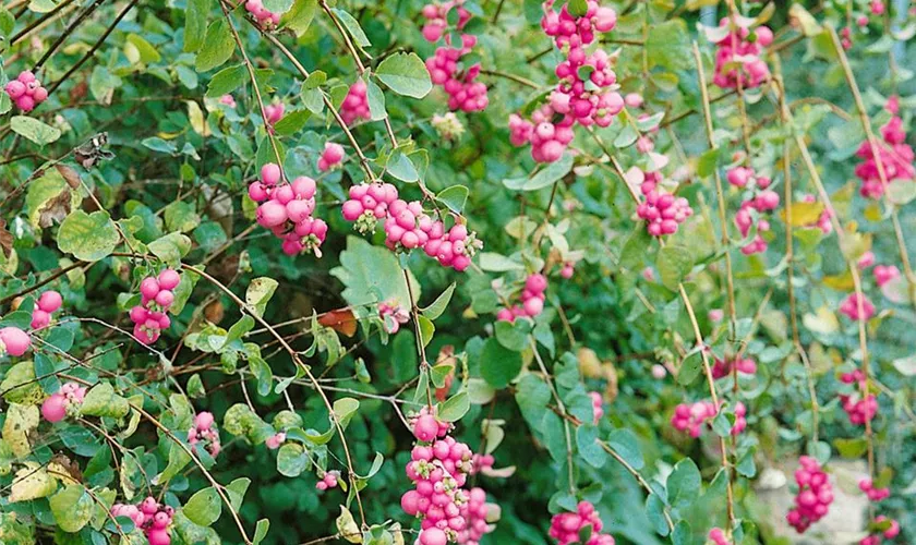 Symphoricarpos × doorenbosii 'Magical Rosa'®