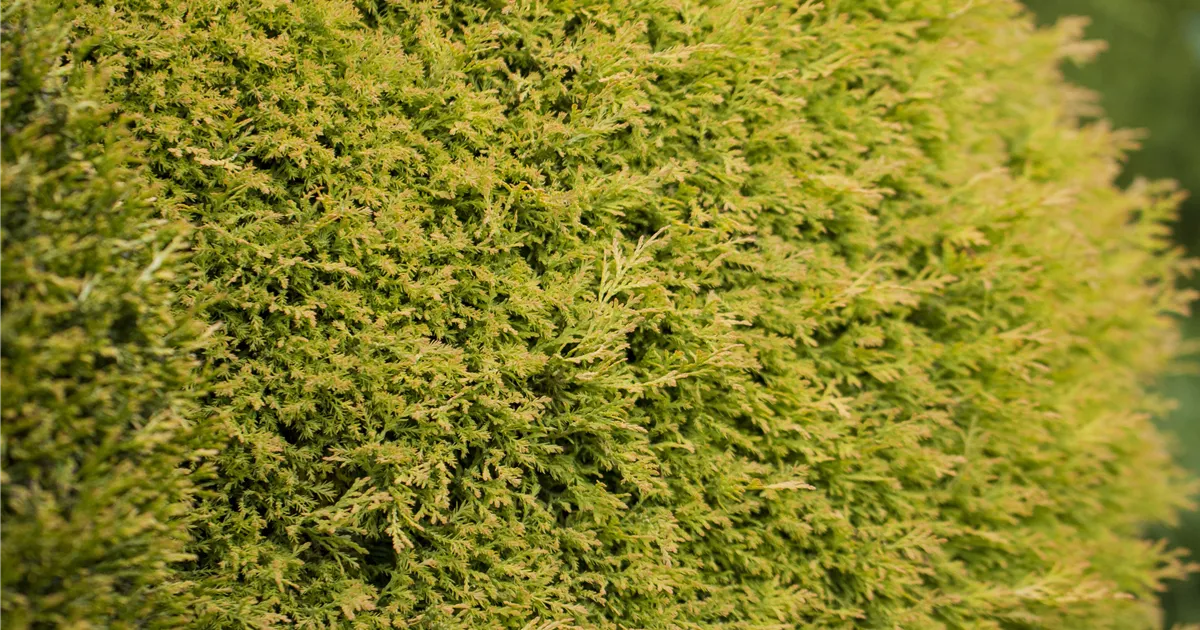 Lebensbaum 'Rheingold' Pflanze, Pflege & Tipps  Floragard