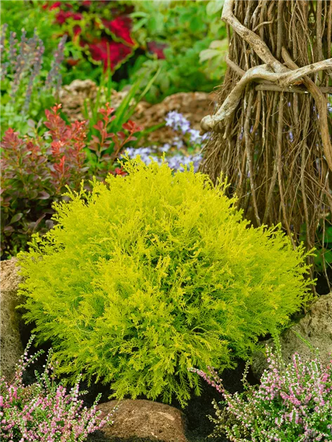 Lebensbaum 'Rheingold' Pflanze, Pflege & Tipps  Floragard