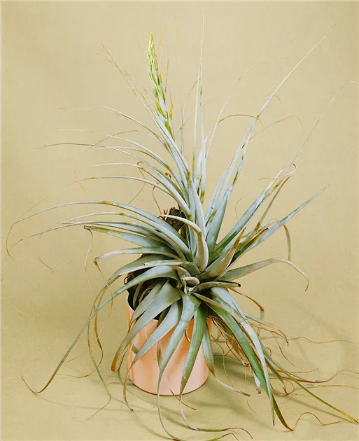 Luftnelke Pflanze, Pflege & Tipps  Floragard