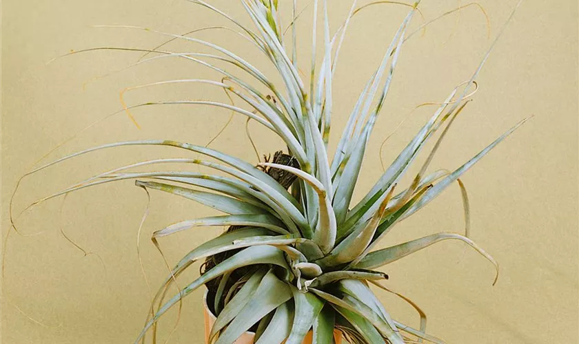 Tillandsia argentea