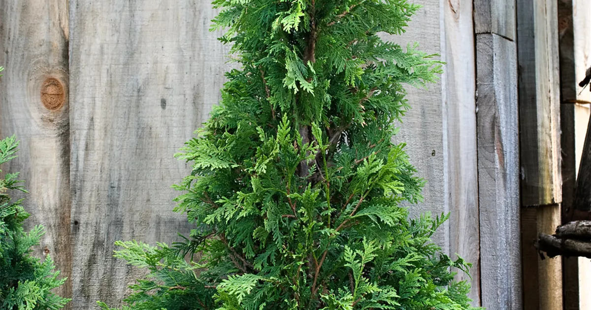 homalomena rubescens stardust variegata Homalomena rubescens 'Stardust'  Speckled Homalomena Form