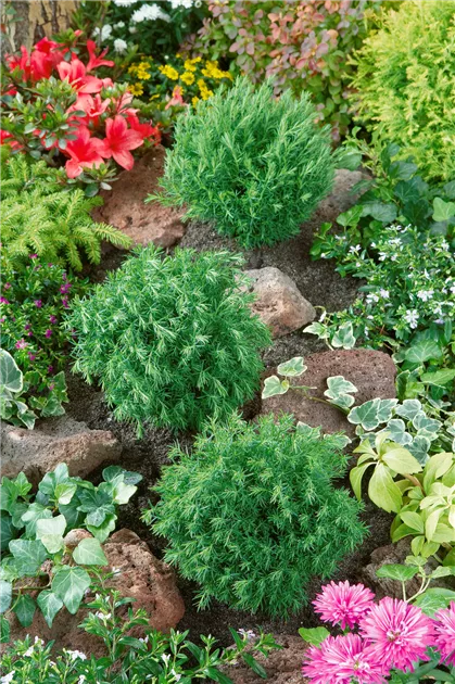 thuja einheimisch Thuja occidentalis