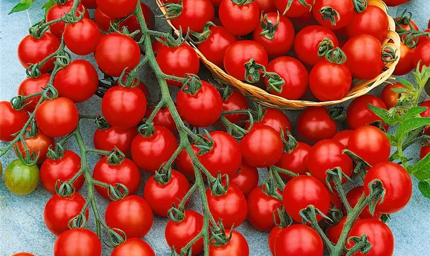Solanum lycopersicum 'Sun Cherry'