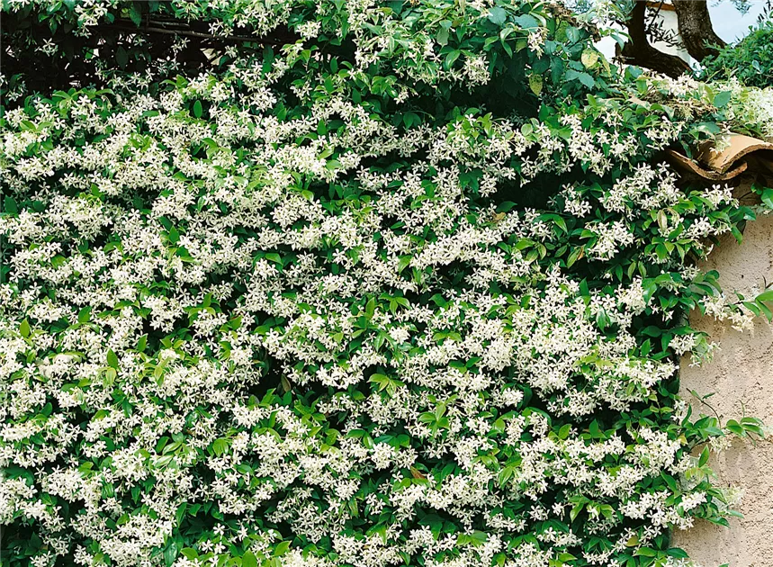Sternjasmin Pflanze, Pflege & Tipps  Floragard