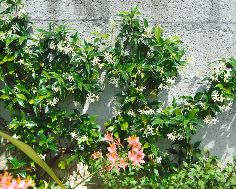 Sternjasmin Pflanze, Pflege & Tipps  Floragard