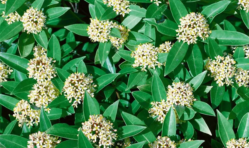 Skimmia japonica 'Finchy'