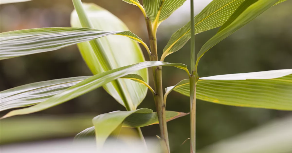 Riesenblatt-Bambus Pflanze, Pflege & Tipps  Floragard